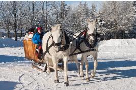 Mit dem Pferdeschlitten durch den Winterwald